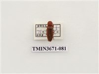 藏品(叩頭蟲(2))的圖片